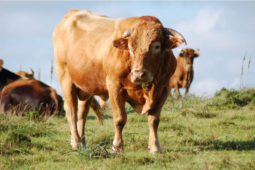 Ternera gallega, carnicería online